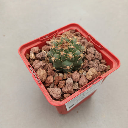 Matucana paucicostata