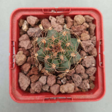 Matucana paucicostata
