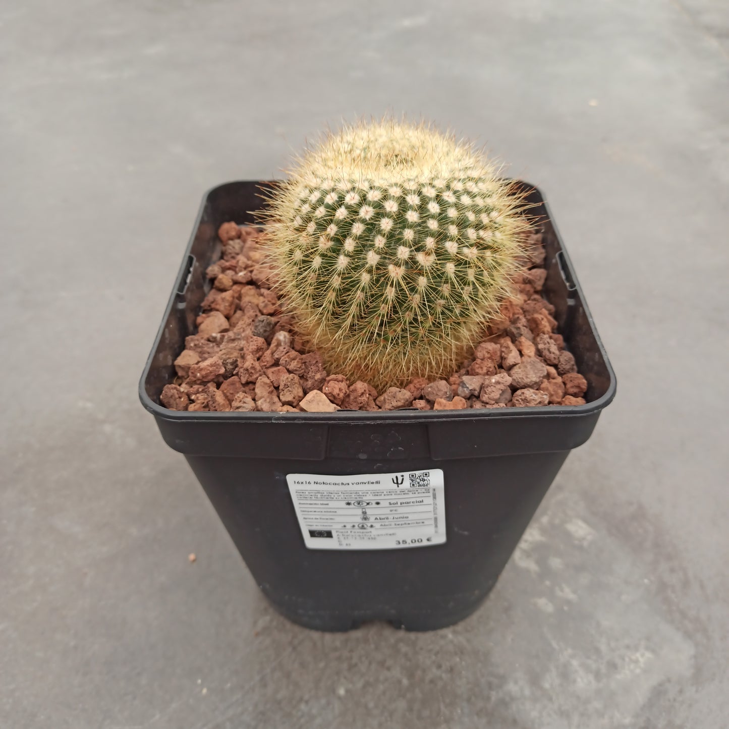 Notocactus vanvlietii