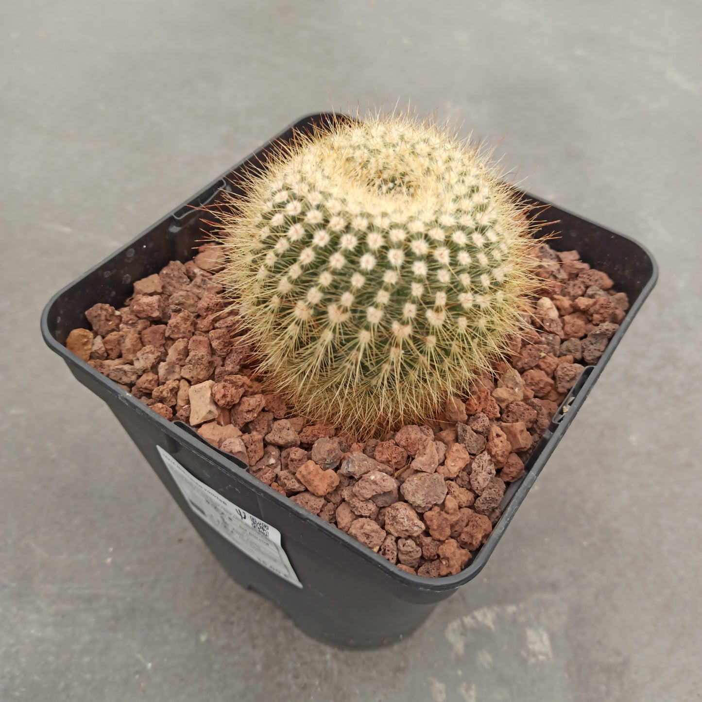 Notocactus vanvlietii