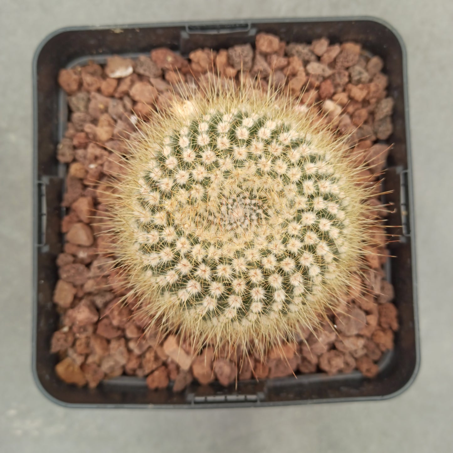 Notocactus vanvlietii