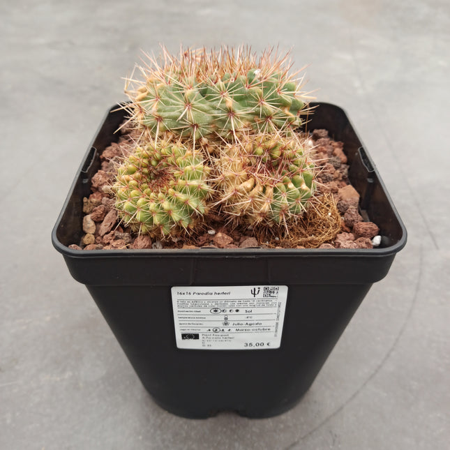 Notocactus (Parodia) herteri