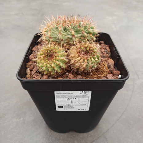 Notocactus (Parodia) herteri