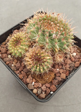 Notocactus (Parodia) herteri