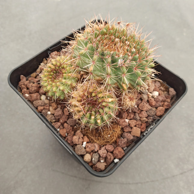 Notocactus (Parodia) herteri
