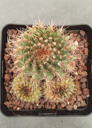Notocactus (Parodia) herteri