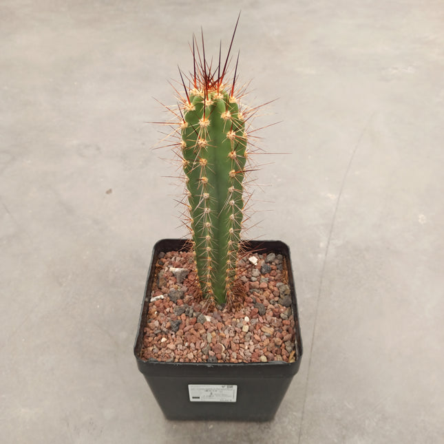 Herzogian neocardenasia