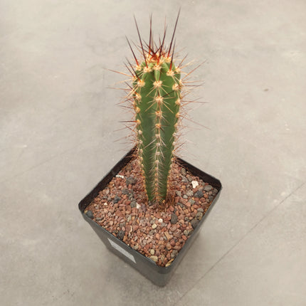 Herzogian neocardenasia