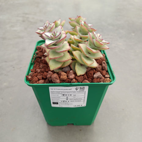 Crassula perforata 'S' y 'M' - DesertSTORE.es