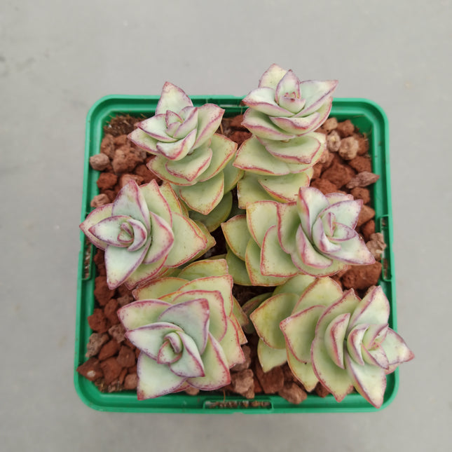 Crassula perforata 'S' y 'M' - DesertSTORE.es