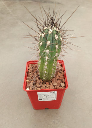 Stetsonia coryne 'S' y 'M' - DesertSTORE.es