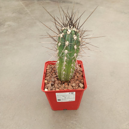 Stetsonia coryne 'S' y 'M' - DesertSTORE.es