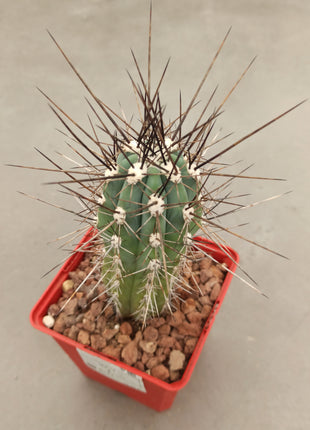 Stetsonia coryne 'S' y 'M' - DesertSTORE.es