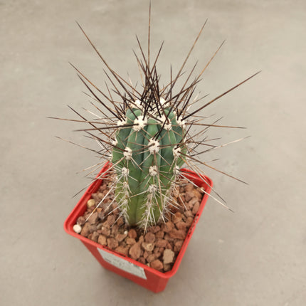 Stetsonia coryne 'S' y 'M' - DesertSTORE.es