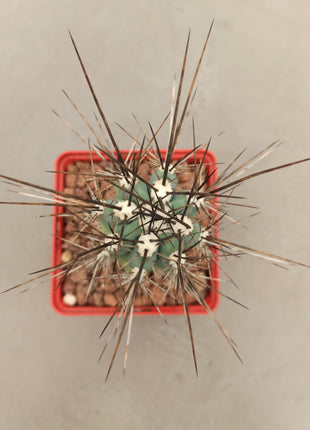 Stetsonia coryne 'S' y 'M' - DesertSTORE.es