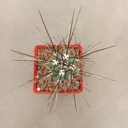 Stetsonia coryne 'S' y 'M' - DesertSTORE.es