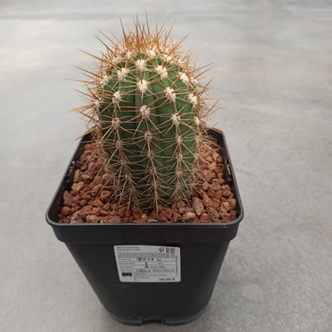 Trichocereus atacamensis subsp. pasacana