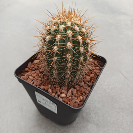 Trichocereus atacamensis subsp. pasacana