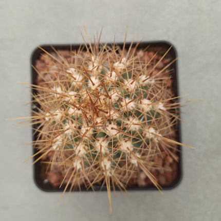 Trichocereus atacamensis subsp. pasacana