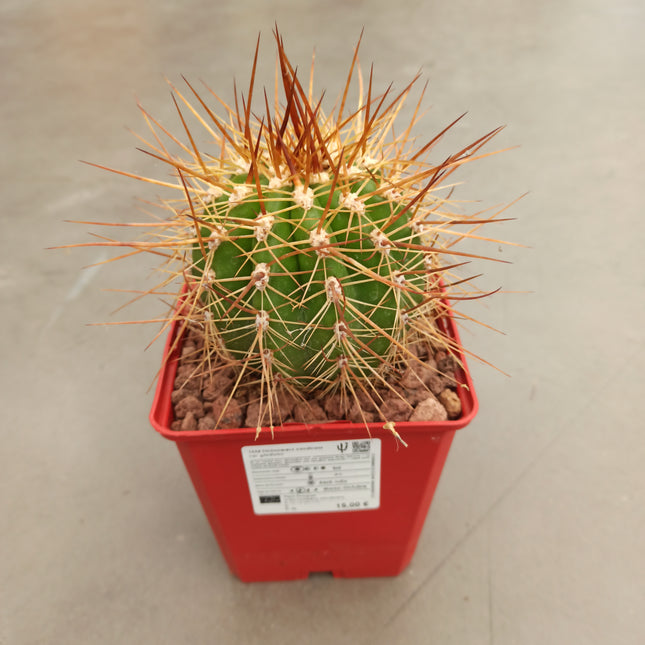 Trichocereus candicans var. gladiatus