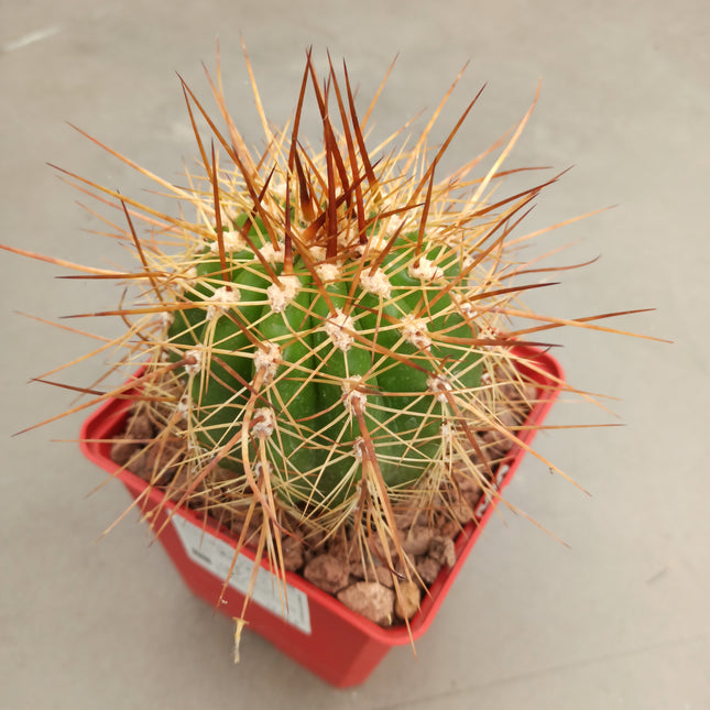 Trichocereus candicans var. gladiatus