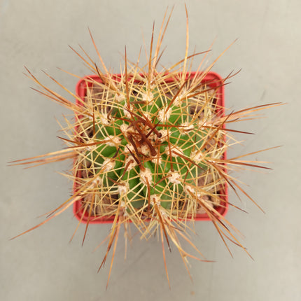 Trichocereus candicans var. Gladiatus