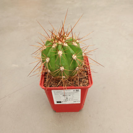 Trichocereus candicans var. Gladiatus