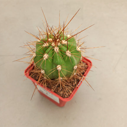 Trichocereus candicans var. Gladiatus