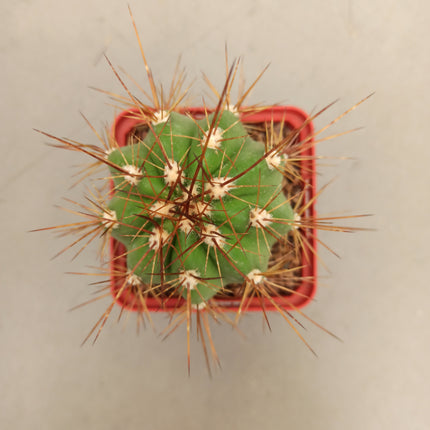 Trichocereus candicans var. Gladiatus