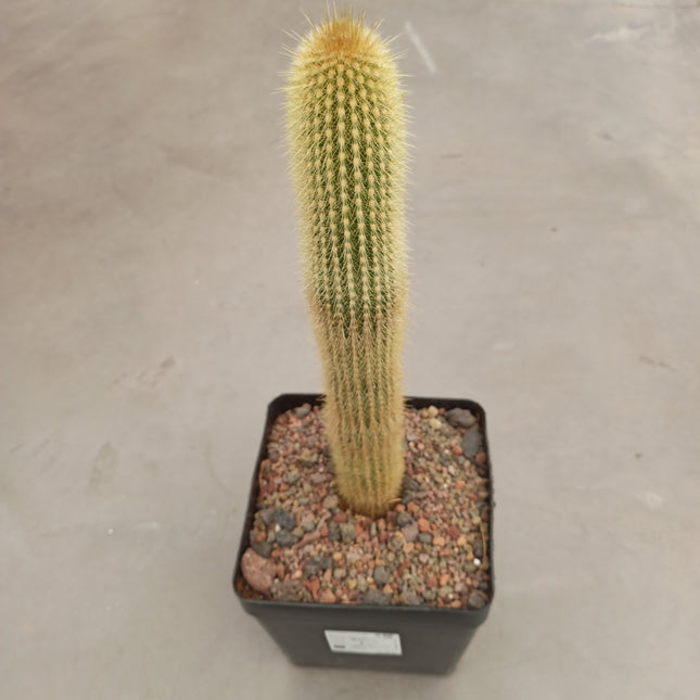 Vatricania guentheri 'S' 'M' 'L' y 'XL' - DesertSTORE.es