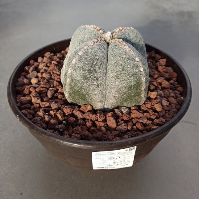 Astrophytum myriostigma (4 costillas) 'Tarrina'