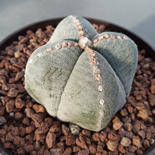 Astrophytum myriostigma (4 costillas) 'Tarrina'