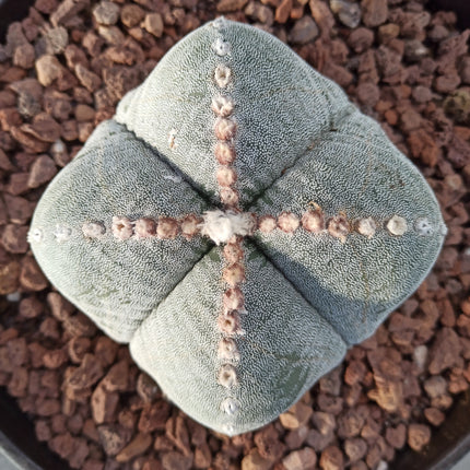 Astrophytum myriostigma (4 ribs) 'Tarrina'