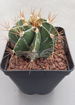 Astrophytum ornatum 'S' 'M' y 'L' - DesertSTORE.es
