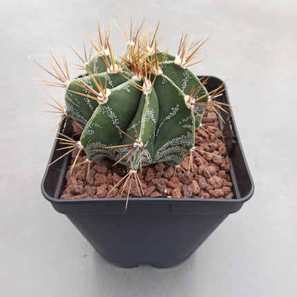 Astrophytum ornatum 'S' 'M' y 'L' - DesertSTORE.es