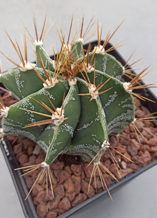 Astrophytum ornatum 'S' 'M' y 'L' - DesertSTORE.es