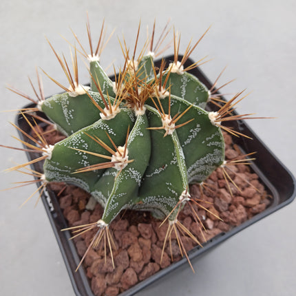 Astrophytum ornatum 'S' 'M' y 'L' - DesertSTORE.es