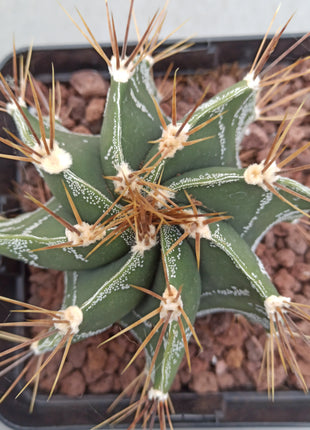 Astrophytum ornatum 'S' 'M' y 'L' - DesertSTORE.es