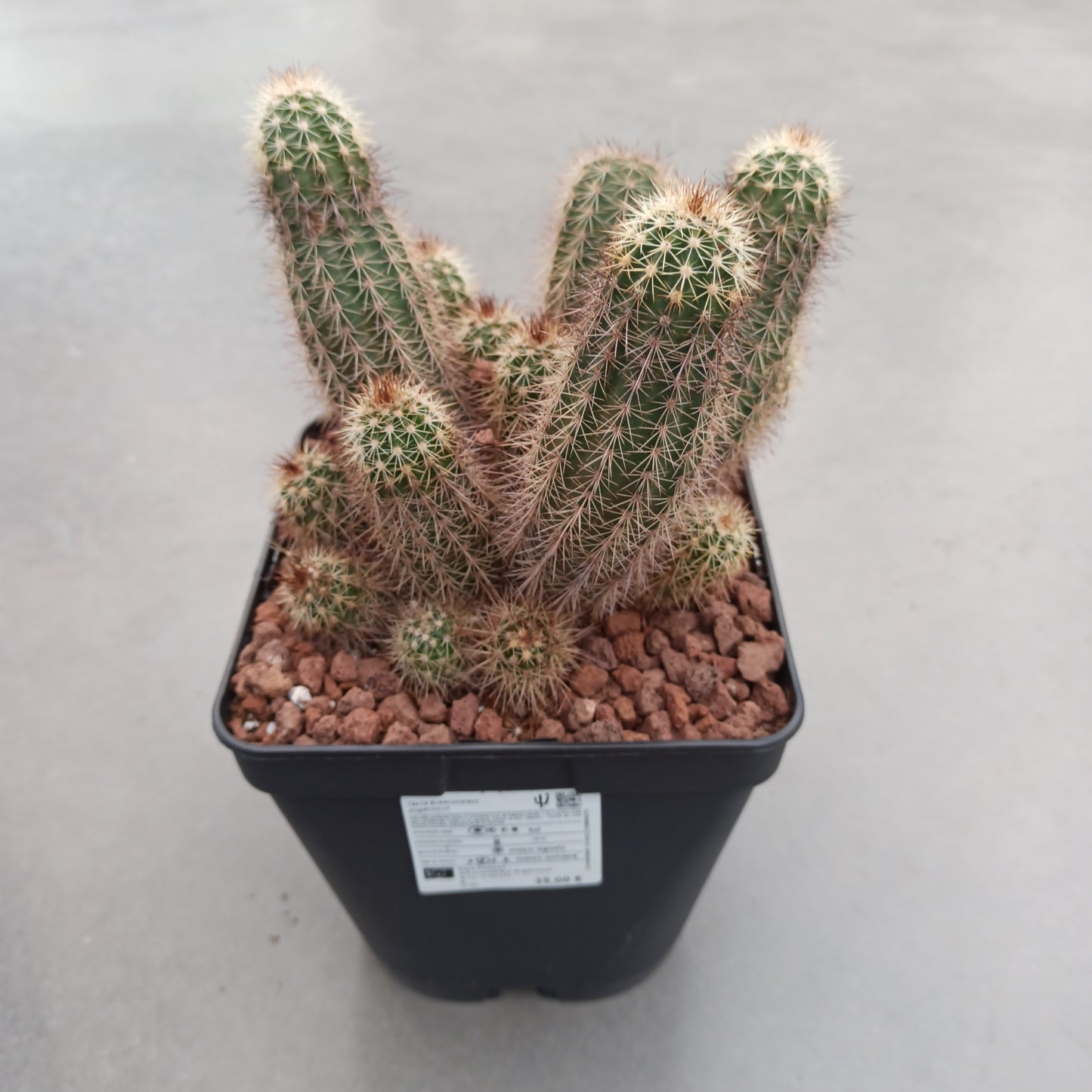 Echinocereus engelmanii