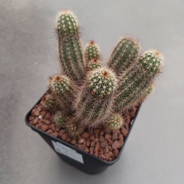 Echinocereus engelmanii