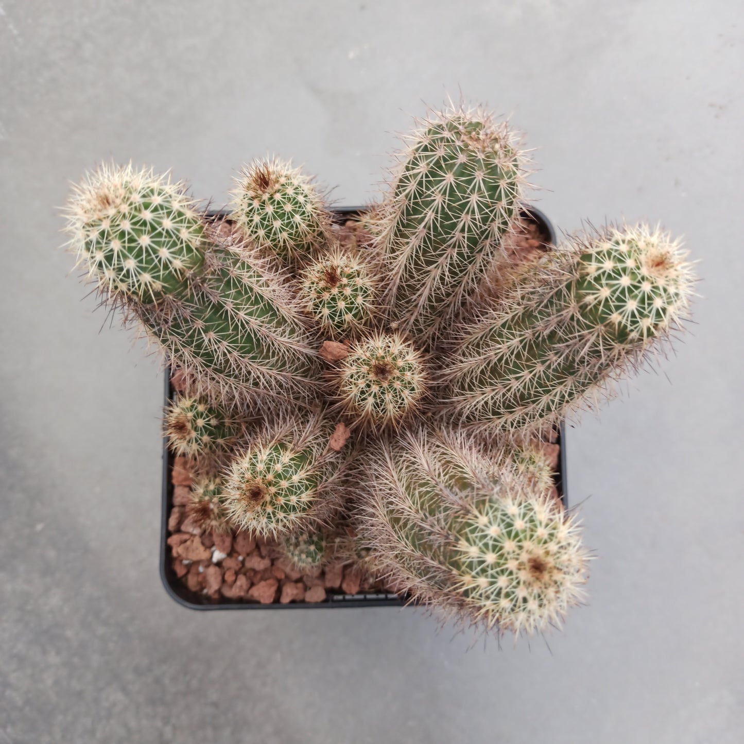 Echinocereus engelmanii