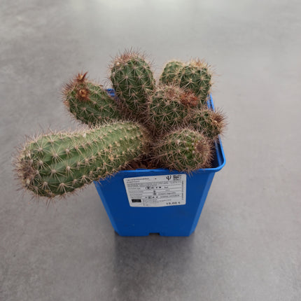 Echinocereus engelmanii