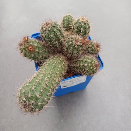 Echinocereus engelmanii
