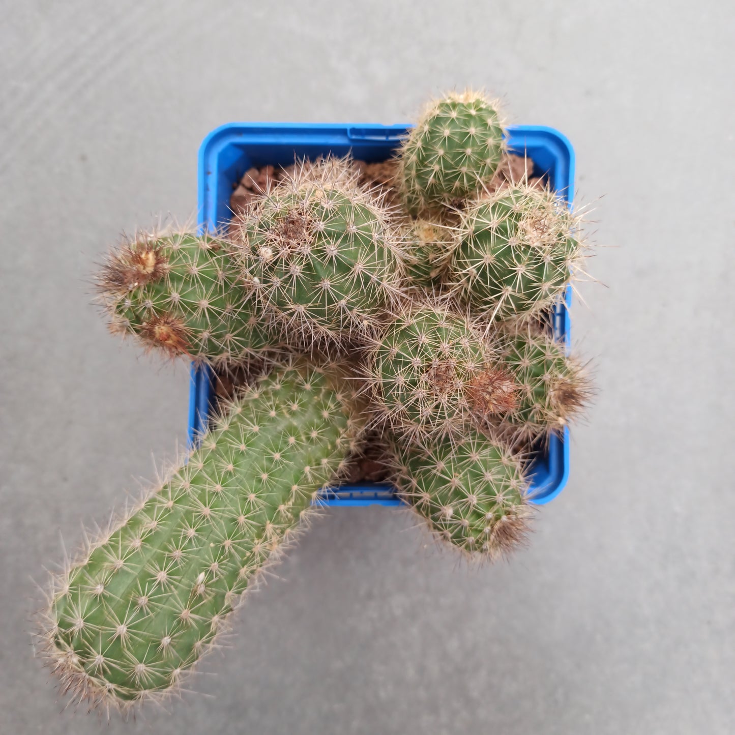 Echinocereus engelmanii