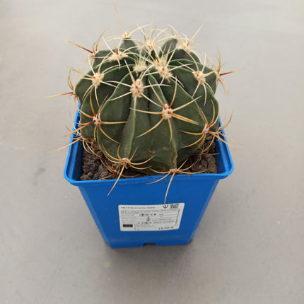 Ferocactus histrix