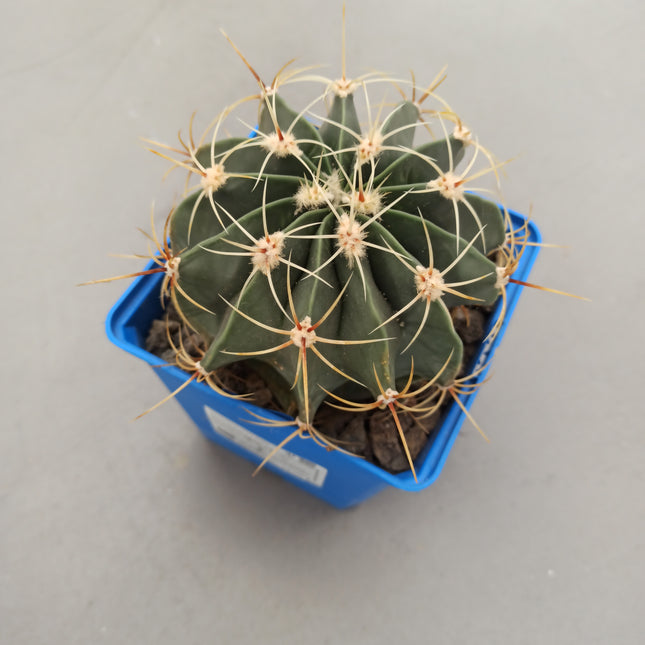 Ferocactus histrix