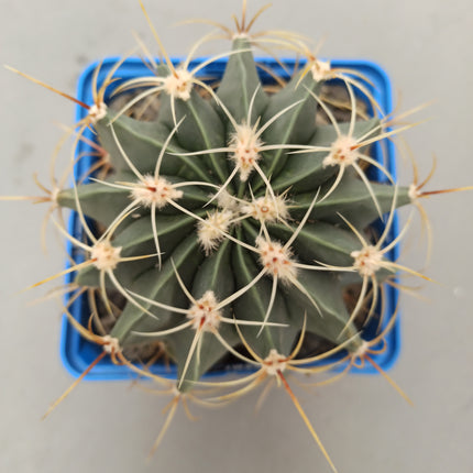 Ferocactus histrix