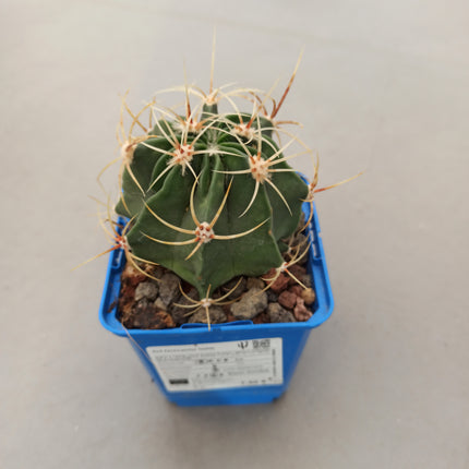 Ferocactus histrix