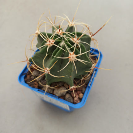 Ferocactus histrix
