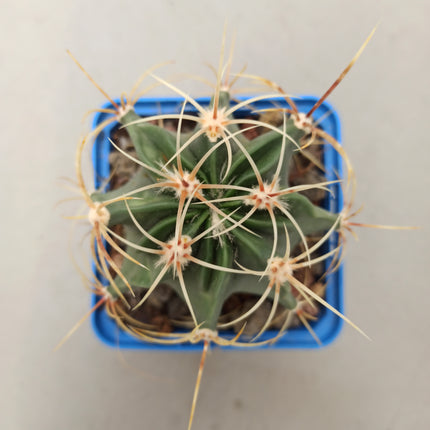 Ferocactus histrix